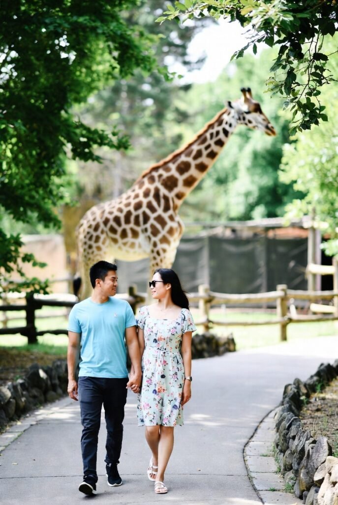 A couple walking hand in hand on a zoo path with a giraffe in the background.