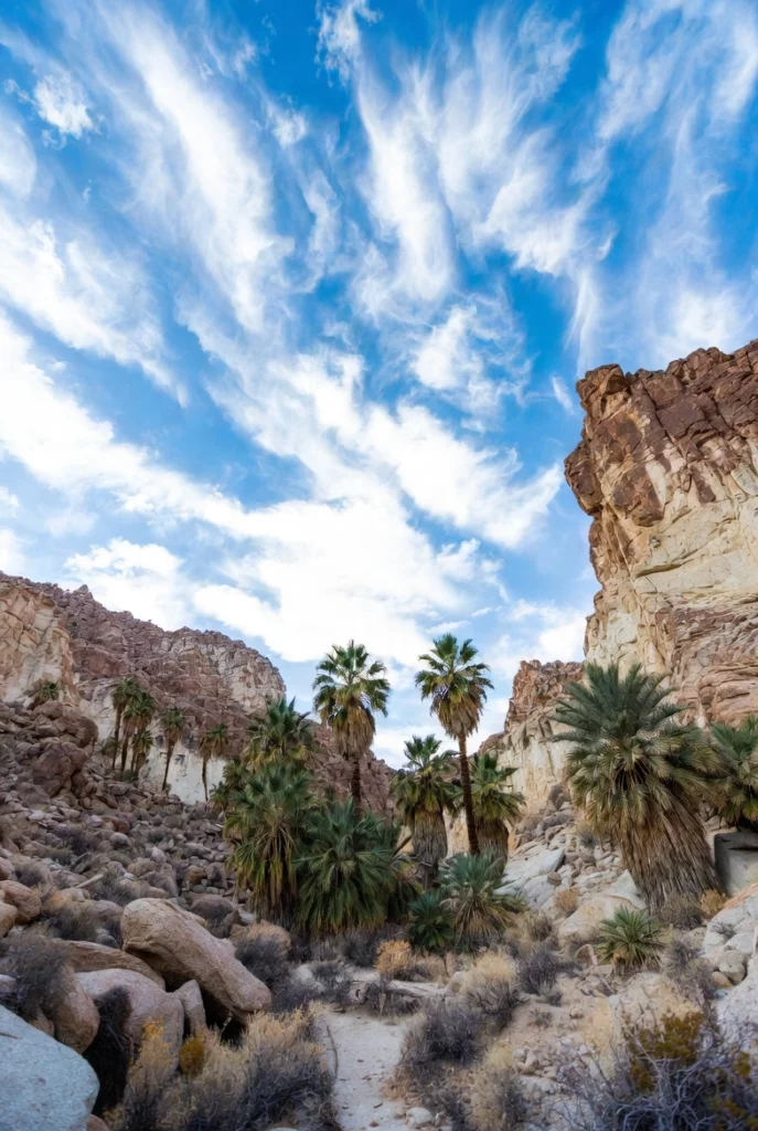  Borrego Palm Canyon