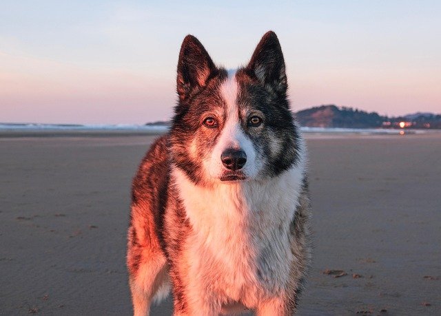 dog, nature, beach, sunset, pet, animal, coast, sand, ocean