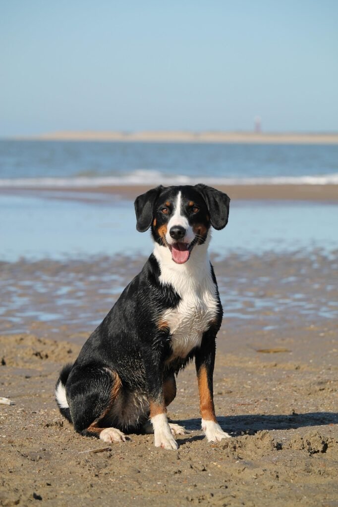 dog, beach, sea, domestic animal, nature, pet, animal, water, appenzeller, mountain dog, portrait